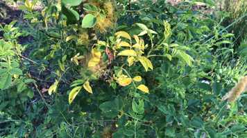 Free download E2a1 Rose Galls Garden more video and edit with RedcoolMedia movie maker MovieStudio video editor online and AudioStudio audio editor onlin