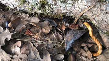 Free download E2a3 millipede moving (no voice) 1 video and edit with RedcoolMedia movie maker MovieStudio video editor online and AudioStudio audio editor onlin