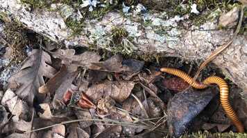 Free download E2a3 millipede moving (no voice) 2 video and edit with RedcoolMedia movie maker MovieStudio video editor online and AudioStudio audio editor onlin