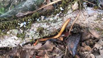 Free download E2a3 millipede moving (no voice) video and edit with RedcoolMedia movie maker MovieStudio video editor online and AudioStudio audio editor onlin