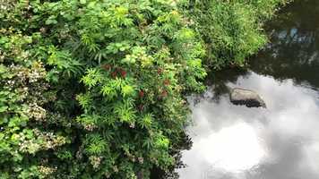 Free download E3a4 Riparian Zone video and edit with RedcoolMedia movie maker MovieStudio video editor online and AudioStudio audio editor onlin