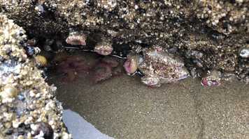 Free download E3b2 Tide Anemone A (no voice) video and edit with RedcoolMedia movie maker MovieStudio video editor online and AudioStudio audio editor onlin