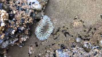 Free download E3b6 Anemone (no voice) video and edit with RedcoolMedia movie maker MovieStudio video editor online and AudioStudio audio editor onlin