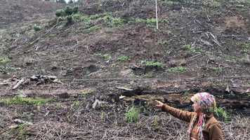 Free download E4a1 Clearcut video and edit with RedcoolMedia movie maker MovieStudio video editor online and AudioStudio audio editor onlin