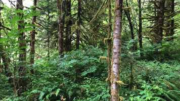 Free download E4a1 Forest Understory (bird sounds) video and edit with RedcoolMedia movie maker MovieStudio video editor online and AudioStudio audio editor onlin