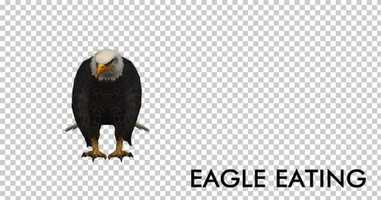 Free download Eagle Eating | Motion Graphics - Envato elements video and edit with RedcoolMedia movie maker MovieStudio video editor online and AudioStudio audio editor onlin