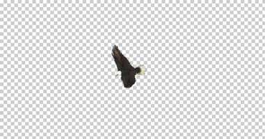 Free download Eagle Flying Top View | Motion Graphics - Envato elements video and edit with RedcoolMedia movie maker MovieStudio video editor online and AudioStudio audio editor onlin