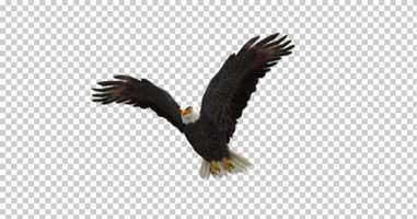 Free download Eagle Fly | Motion Graphics - Envato elements video and edit with RedcoolMedia movie maker MovieStudio video editor online and AudioStudio audio editor onlin