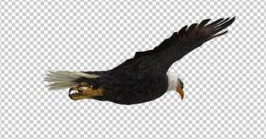 Free download Eagle Glide | Motion Graphics - Envato elements video and edit with RedcoolMedia movie maker MovieStudio video editor online and AudioStudio audio editor onlin