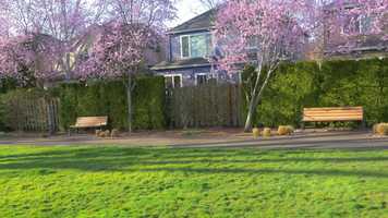 Free download Early Spring 4K video and edit with RedcoolMedia movie maker MovieStudio video editor online and AudioStudio audio editor onlin