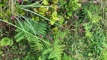 Free download E Coast Plant Life scan (no sound) video and edit with RedcoolMedia movie maker MovieStudio video editor online and AudioStudio audio editor onlin