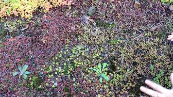 Free download Eco Roof video and edit with RedcoolMedia movie maker MovieStudio video editor online and AudioStudio audio editor onlin