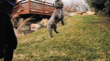 Free download Edith the Acrobat video and edit with RedcoolMedia movie maker MovieStudio video editor online and AudioStudio audio editor onlin