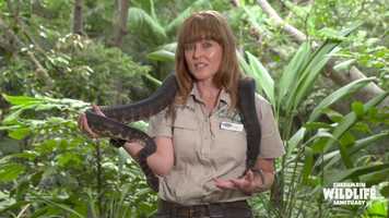 Free download Education Alecia SNAKE video and edit with RedcoolMedia movie maker MovieStudio video editor online and AudioStudio audio editor onlin