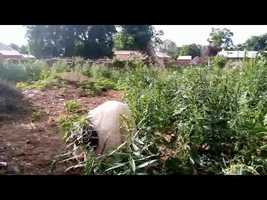 Free download Education: Ticket to fulfill your dreams video and edit with RedcoolMedia movie maker MovieStudio video editor online and AudioStudio audio editor onlin