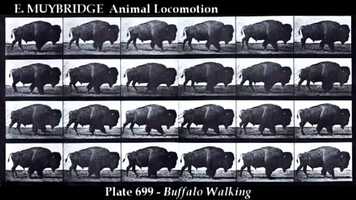 Free download Edward Muybridge - Movie Exaples from Animal Locomotion video and edit with RedcoolMedia movie maker MovieStudio video editor online and AudioStudio audio editor onlin