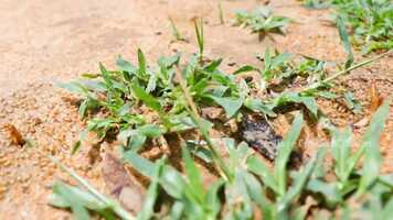 Free download Eesal Cooking Eating Winged TERMITES Healthy village food  Village Cooking Channel video and edit with RedcoolMedia movie maker MovieStudio video editor online and AudioStudio audio editor onlin