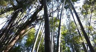 Free download e-go Trailer video and edit with RedcoolMedia movie maker MovieStudio video editor online and AudioStudio audio editor onlin