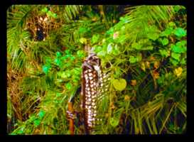 Free download Egungun: Ancestor Cant Find Me video and edit with RedcoolMedia movie maker MovieStudio video editor online and AudioStudio audio editor onlin