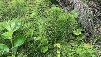 Free download E Horsetail Scan (no sound) video and edit with RedcoolMedia movie maker MovieStudio video editor online and AudioStudio audio editor onlin