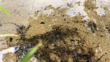 Free download E Juga (no voice) video and edit with RedcoolMedia movie maker MovieStudio video editor online and AudioStudio audio editor onlin