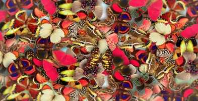 Free download Elegant Butterflies | After Effects Project Files - Videohive template video and edit with RedcoolMedia movie maker MovieStudio video editor online and AudioStudio audio editor onlin