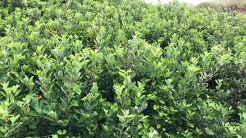 Free download E Manzanita Scan (no voice) video and edit with RedcoolMedia movie maker MovieStudio video editor online and AudioStudio audio editor onlin