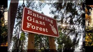 Free download Entering Giant Forest and La Vicua video and edit with RedcoolMedia movie maker MovieStudio video editor online and AudioStudio audio editor onlin