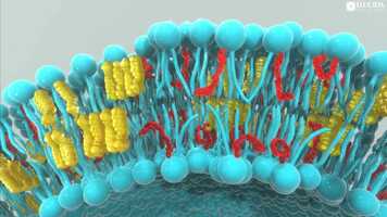 Free download EPA and DHA Omega-3 Fatty Acids video and edit with RedcoolMedia movie maker MovieStudio video editor online and AudioStudio audio editor onlin