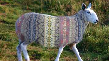 Free download ERIB Wool has that Special Little Extra video and edit with RedcoolMedia movie maker MovieStudio video editor online and AudioStudio audio editor onlin