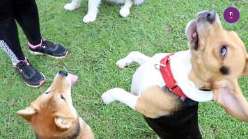 Free download Especial de Maltrato Animal video and edit with RedcoolMedia movie maker MovieStudio video editor online and AudioStudio audio editor onlin