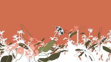 Free download euphorbia video and edit with RedcoolMedia movie maker MovieStudio video editor online and AudioStudio audio editor onlin