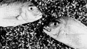 Free download Excerpt : Alternative Facts video and edit with RedcoolMedia movie maker MovieStudio video editor online and AudioStudio audio editor onlin