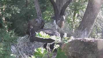 Free download Exercice de musculation des ailes video and edit with RedcoolMedia movie maker MovieStudio video editor online and AudioStudio audio editor onlin