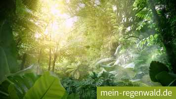 Free download Explanatory film with appeal for donations for the non-profit association Chance e.V. video and edit with RedcoolMedia movie maker MovieStudio video editor online and AudioStudio audio editor onlin