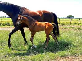 Free download Expression x Apache - Colt Foal video and edit with RedcoolMedia movie maker MovieStudio video editor online and AudioStudio audio editor onlin