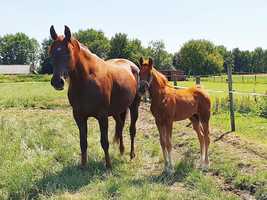 Free download Expression x Bordeaux - Filly Foal video and edit with RedcoolMedia movie maker MovieStudio video editor online and AudioStudio audio editor onlin