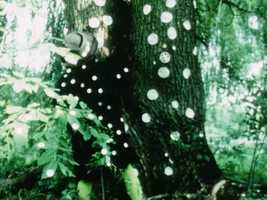 Free download EXP TV Trailer v2 video and edit with RedcoolMedia movie maker MovieStudio video editor online and AudioStudio audio editor onlin