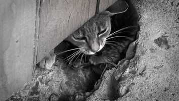 Free download extract 1 - short film : This is how the Nightmares Began, by Alexandru Petru Badelita video and edit with RedcoolMedia movie maker MovieStudio video editor online and AudioStudio audio editor onlin