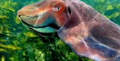 Free download Eye of the Cuttlefish by James Roden video and edit with RedcoolMedia movie maker MovieStudio video editor online and AudioStudio audio editor onlin