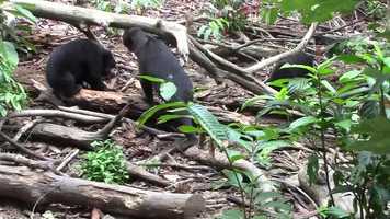 Free download Facial Mimicry in Sun Bears video and edit with RedcoolMedia movie maker MovieStudio video editor online and AudioStudio audio editor onlin