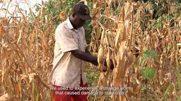 Free download Fall Army Worm Alert Service video and edit with RedcoolMedia movie maker MovieStudio video editor online and AudioStudio audio editor onlin