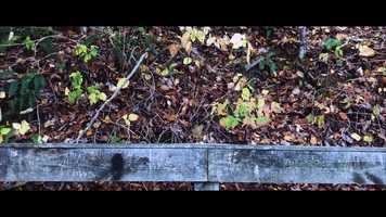 Free download Fall in INDY video and edit with RedcoolMedia movie maker MovieStudio video editor online and AudioStudio audio editor onlin