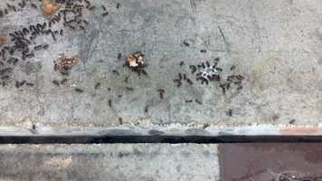 Free download Fancy Pants Ants Dance, Just by Chance video and edit with RedcoolMedia movie maker MovieStudio video editor online and AudioStudio audio editor onlin