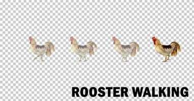 Free download Farm Animals - Rooster Walk | Motion Graphics - Envato elements video and edit with RedcoolMedia movie maker MovieStudio video editor online and AudioStudio audio editor onlin