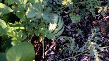 Free download Farm film.mov video and edit with RedcoolMedia movie maker MovieStudio video editor online and AudioStudio audio editor onlin