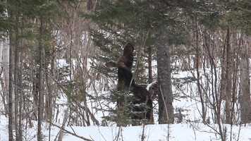 Free download FAUNE  QUÉBEC_20200219 video and edit with RedcoolMedia movie maker MovieStudio video editor online and AudioStudio audio editor onlin