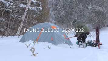 Free download FAUNE QUÉBEC_20200302 video and edit with RedcoolMedia movie maker MovieStudio video editor online and AudioStudio audio editor onlin