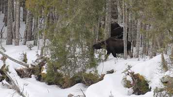 Free download FAUNE QUÉBEC_20200305 video and edit with RedcoolMedia movie maker MovieStudio video editor online and AudioStudio audio editor onlin