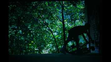 Free download Feathers (Full Film) video and edit with RedcoolMedia movie maker MovieStudio video editor online and AudioStudio audio editor onlin